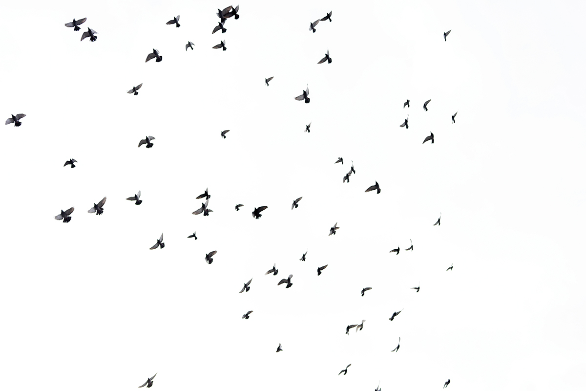Pájaros volando